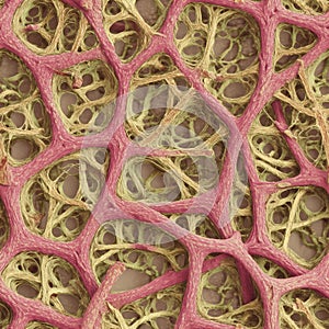 seamless texture of biological tissue under microscope