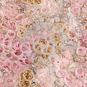 seamless texture of biological tissue under microscope