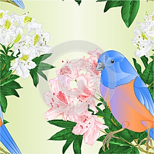 Seamless texture bird small Bluebird  thrush and light pink  and white rhododendron watercolor spring background vintage vector