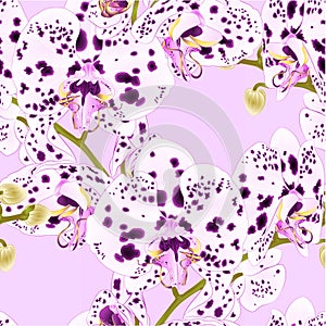 Seamless texture branch orchids with dots purple and white flowers Phalaenopsis tropical plant vintage vector botanical illust