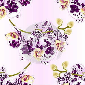 Seamless texture branch orchids flowers spotted purple and white Phalaenopsis tropical plant stem and buds vintage bot