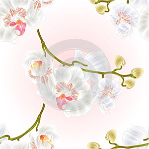 Seamless texture branch orchids flowers white Phalaenopsis