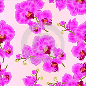 Seamless texture branch orchids purple flowers tropical plant Phalaenopsis branch vintage vector botanical illustration for design