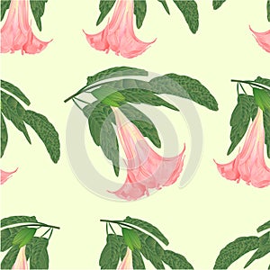 Seamless texture Brugmansia suaveolens medicinal flower pink Angel`s Trumpet vintage vector illustration editable