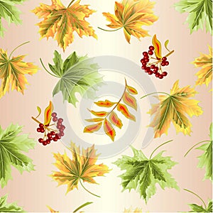 Seamless texture colored leaves Maple   natural and rowanberry  vintage vector botanical illustration editable hand draw