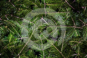 Seamless texture of coniferous of green spruce