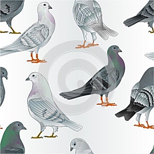 Seamless texture gray and  white Carriers pigeons domestic breeds sports intelligent birds vintage  vector  animals illustration