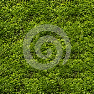 Seamless texture of green moss on the wall.
