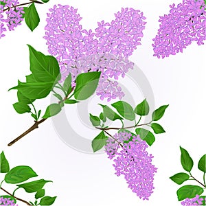 Seamless texture Lilac twigs with flowers and leaves vintage natural background vector botany illustration editable