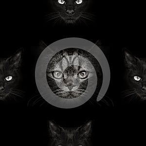 Seamless texture of muzzles of cats on a black background photo