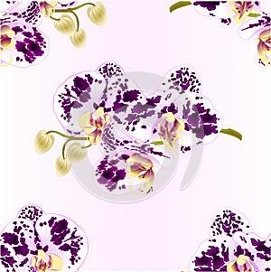 Seamless texture orchid purple and white spotted Phalaenopsis stem with flowers and buds closeup vintage vector editable illust