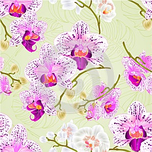 Seamless texture Orchids purple and white and white Phalaenopsis stems with flowers and buds closeup vintage vector editable