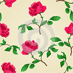 Seamless texture Red rose vintage vector
