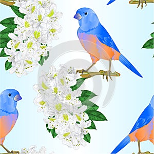 Seamless texture small bird Bluebird  thrush and white rhododendron watercolor spring background vintage vector illustration