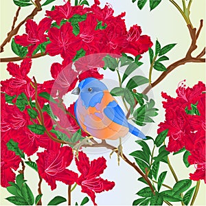 Seamless texture small bird songbirdon Bluebird thrush and red rhododendron nature background vintage vector illustration editable