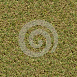 Seamless Texture of Spring Germinating Grass.