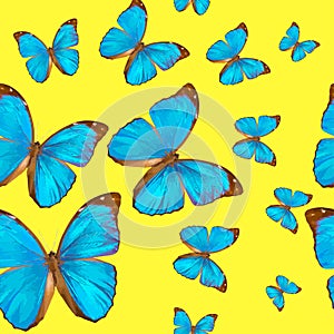 Seamless texture tropical butterflys Morpho menelaus on a yellow background