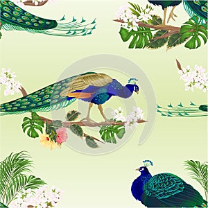 Seamless texture two peacocks  tropical birds  on branch with  ficus and hibiscus and philodendron watercolor vintage vector