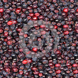 Seamless texture or wallpaper, Berries of amelanchier or chuckley pear