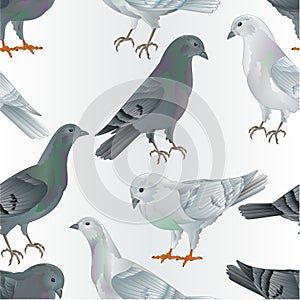 Seamless texture white and gray  Carriers pigeons domestic breeds sports intelligent birds vintage  vector  animals illustration