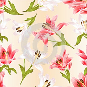 Seamless texture white and red Lily Lilium candidum,flower with leaves and bud festive background vintage vector illustration edi