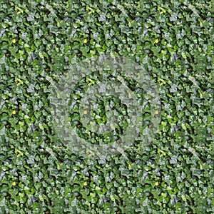 seamless green ivy texture background