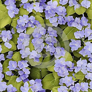 Seamless tiling pattern, blue hydrangea blossoms