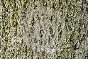 Seamless tree bark background