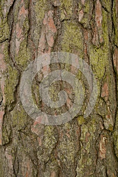 Seamless tree bark background. Brown tileable texture of the old tree