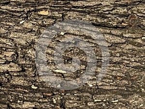 Seamless tree bark texture of background