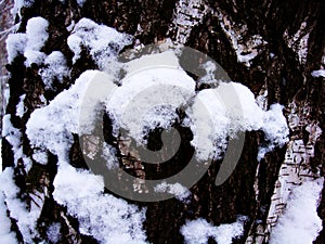 Seamless tree bark texture. Endless wooden background for web