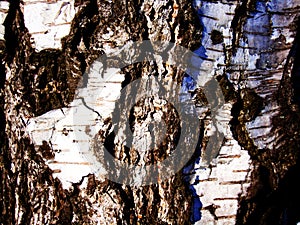 Seamless tree bark texture. Endless wooden background for web