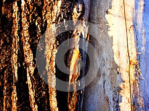 Seamless tree bark texture. Endless wooden background for web