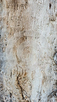 Seamless tree bark texture, inner layer of common tree trunk abstract