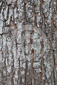 Seamless tree bark texture. Tree bark texture background