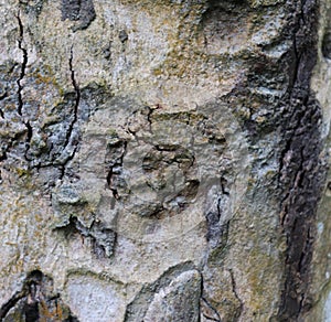 Seamless tree bark texture. Tree bark texture background