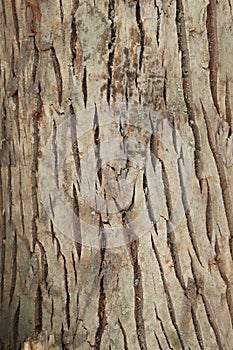 Seamless tree bark texture. Tree bark texture background