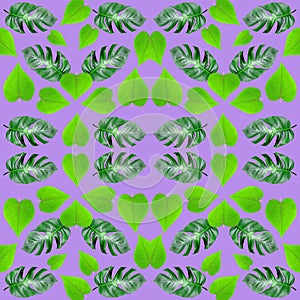 Seamless of tropical exotic plant leaf,green leaves pattern are made new color for nature concept,abstract background for textile