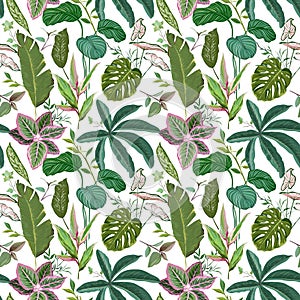 Seamless Tropical Floral Print with Exotic Green Jungle Philodendron Monstera Leaves on White Background