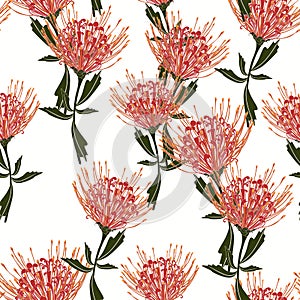 Seamless tropical protea flowers pattern with green leaves on white background.