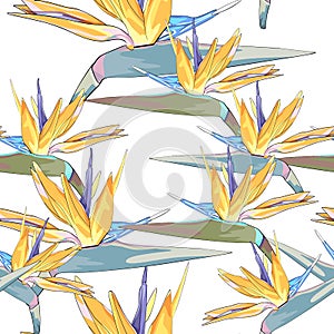 Seamless tropical vector pattern with strelitzia flowers on white background.