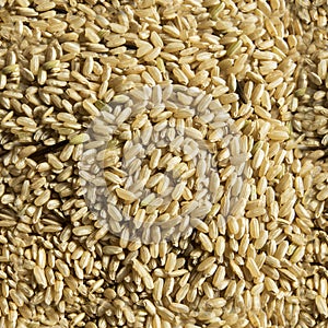 Seamless Uncooked rice Texture