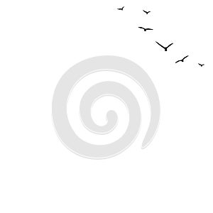 Seamless vector background with flying birds in the right corner. Black swallows in the sky on white background