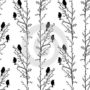 Seamless vector background of silhouettes sparrows birds sitting on tree branches in spring, isolated on white