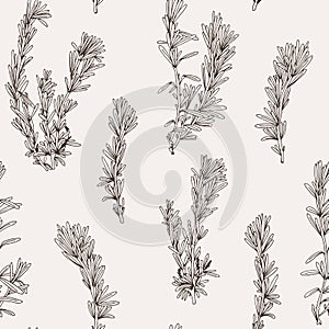 Seamless vector pattern with hand drawn rosemary