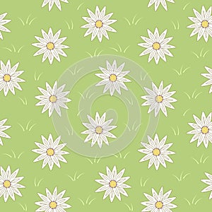 Seamless vector pattern of spring meadow daisies