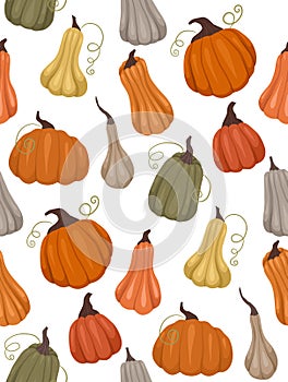 Seamless vector rural pattern with various pumpkins on a white background. Farm texture with vegetables