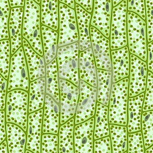 Seamless vector texture of green plant cells