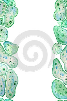 Seamless vertical border frame of unicellular green blue algae chlorella spirulina with large cells single-cells with