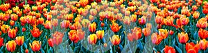Seamless vibrant pattern of orange yellow spring tulips